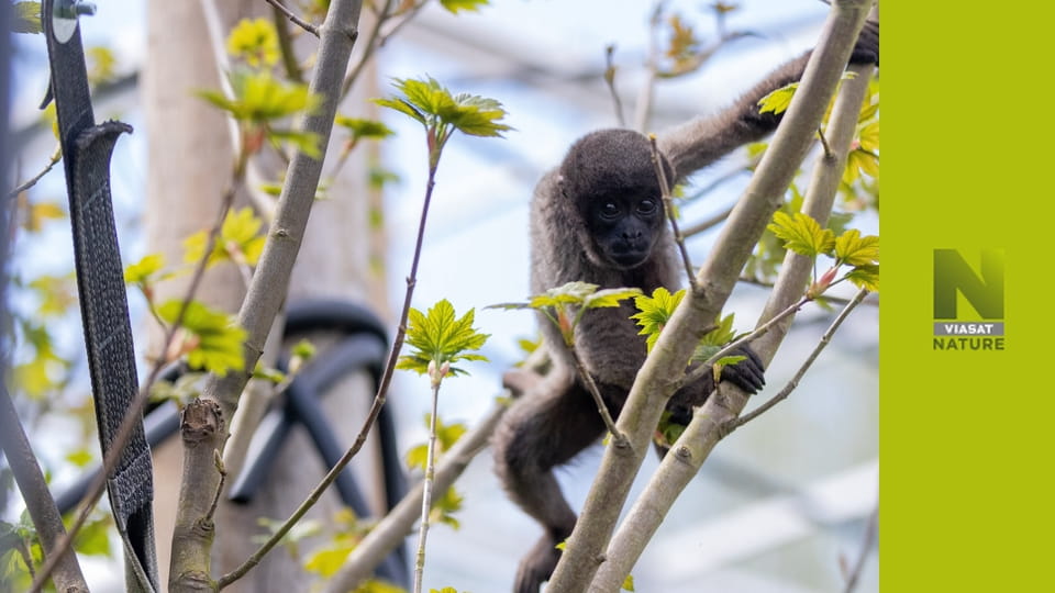 Життя мавп S14E4