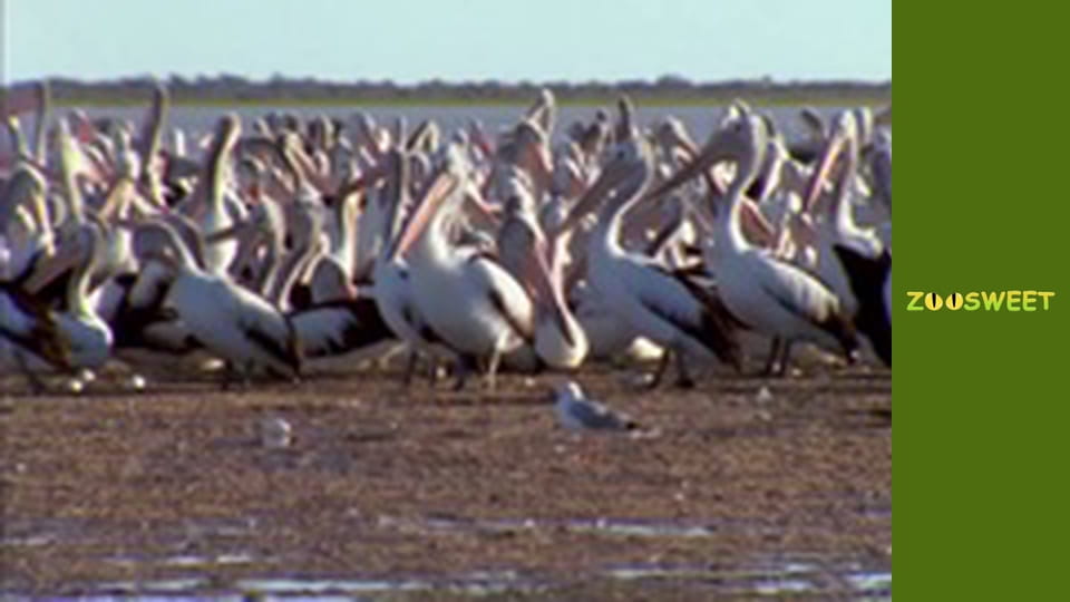 My friends are animals. Baby animals - episode 17