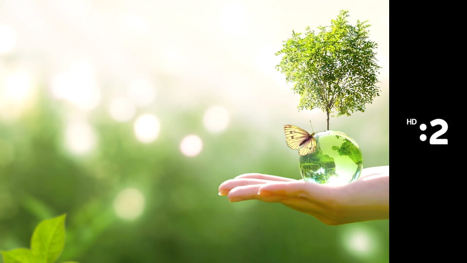 Eko to funguje E38 - včely