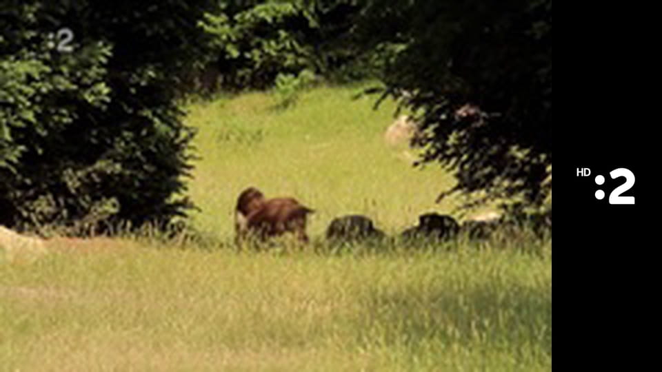 Slimák Maťo a škriatok Klinček E97 - Ako Maťo s Klinčekom súdili chrobáka