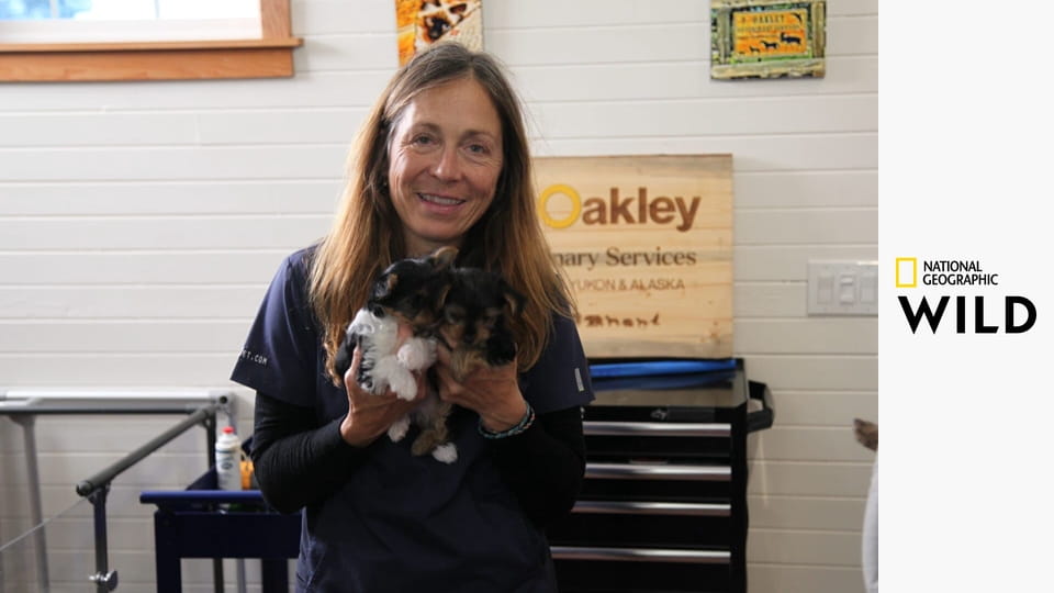 Weterynarz z powołania S12E7 - Twardziel w tarapatach