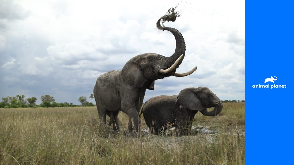 Герои среди нас S1E1 - Псы войны