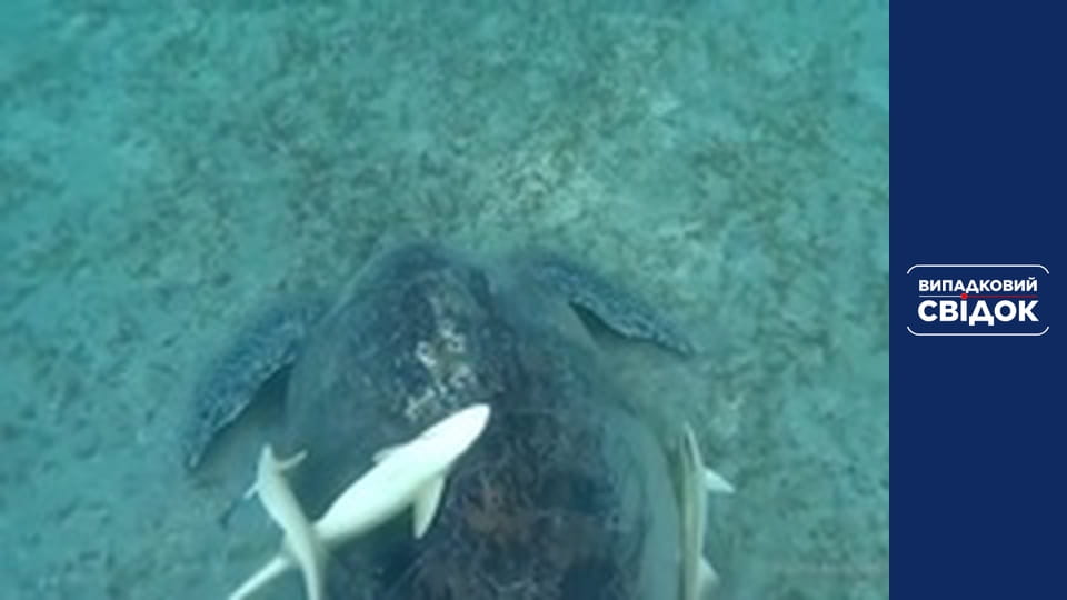 Accidental Witness: Around the World, Episode 6