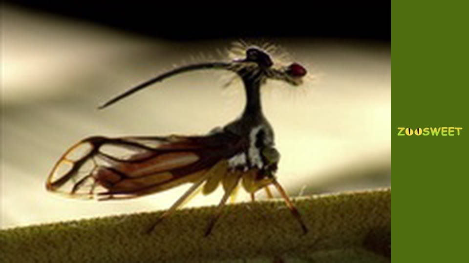 Wild Animals - episode 8