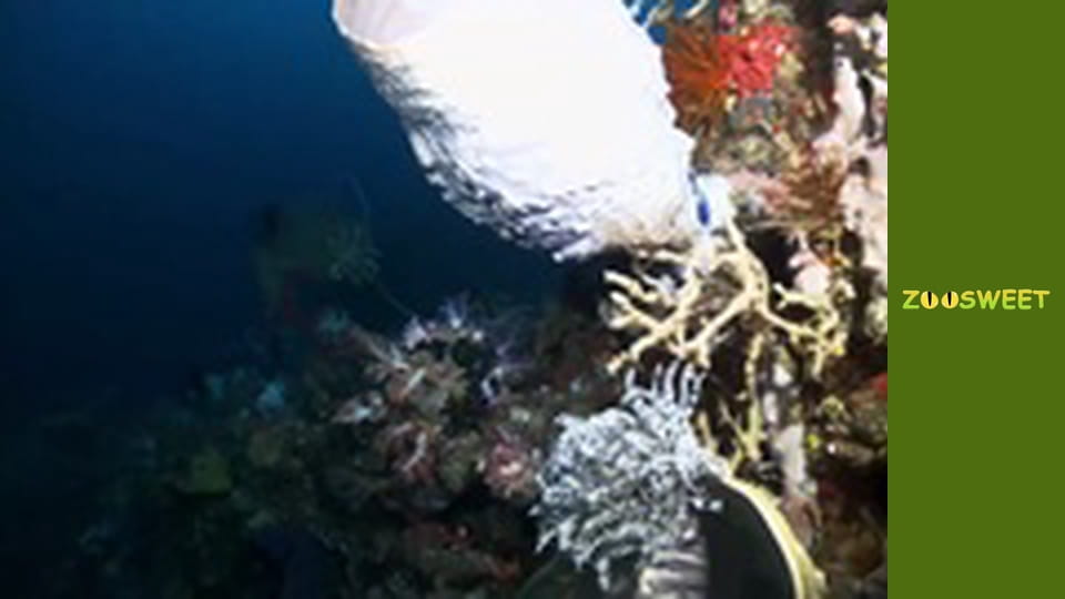 My friends are animals. Underwater mission - episode 17