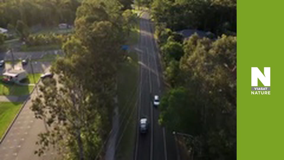 Aussie Snake Wranglers - Toilet Surprise