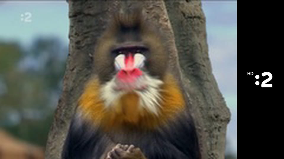 Čudná príroda E10