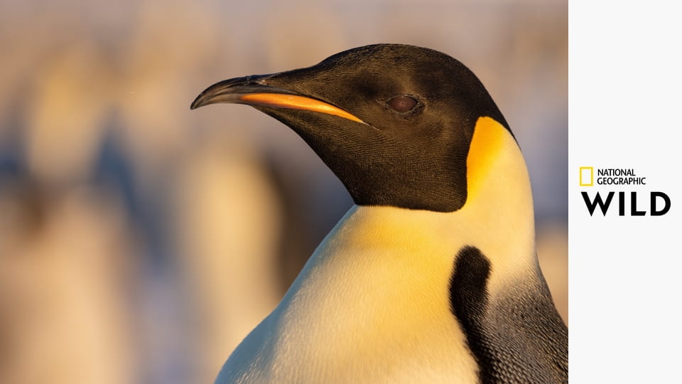 Секреты пингвинов S1E3