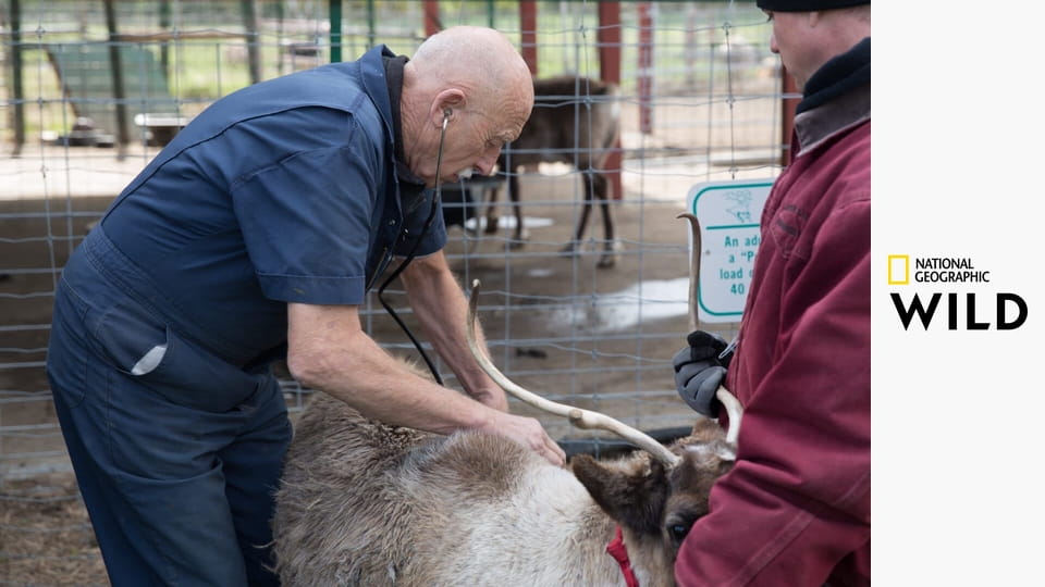 Niezwykły dr Pol S10E9 - Króliczku, pokaż się!