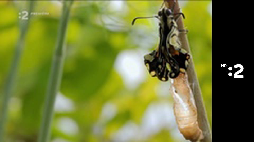 Byť tak zvieratkom E8 - Diviak