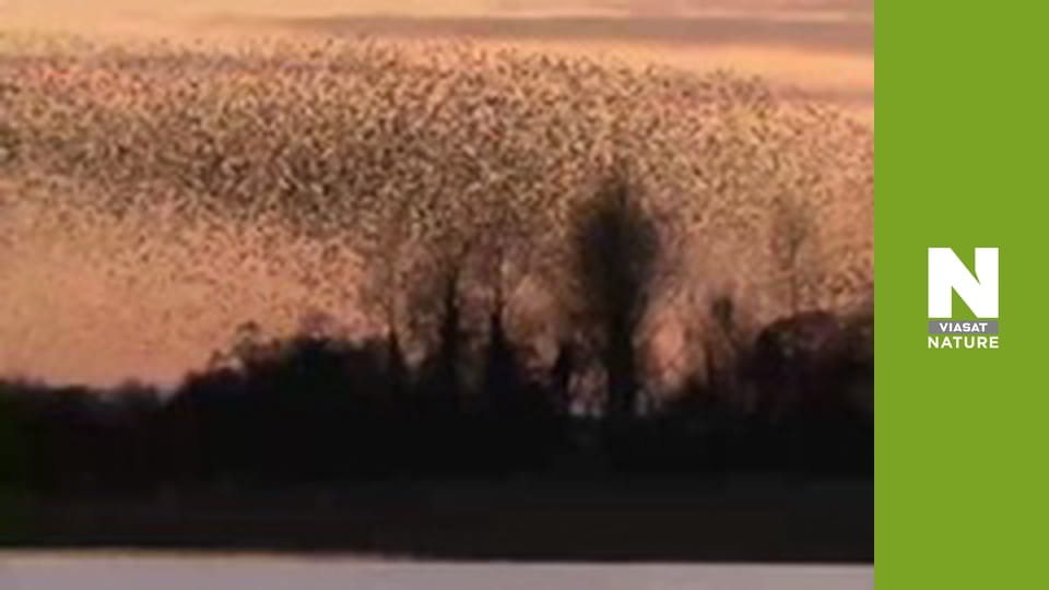 Birds - Living Together