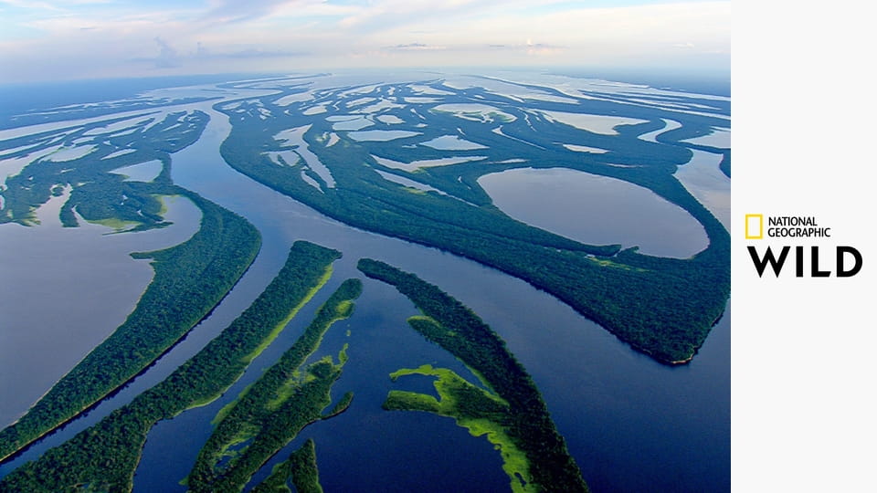 Amazonia S1E3 - Walka w koronach drzew