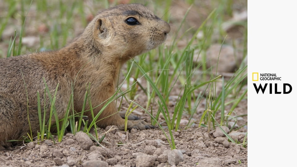 Kraina piesków preriowych S1E1 - Pewnego razu w Nowym Meksyku