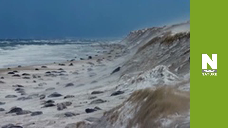 Wild Canada - Summer