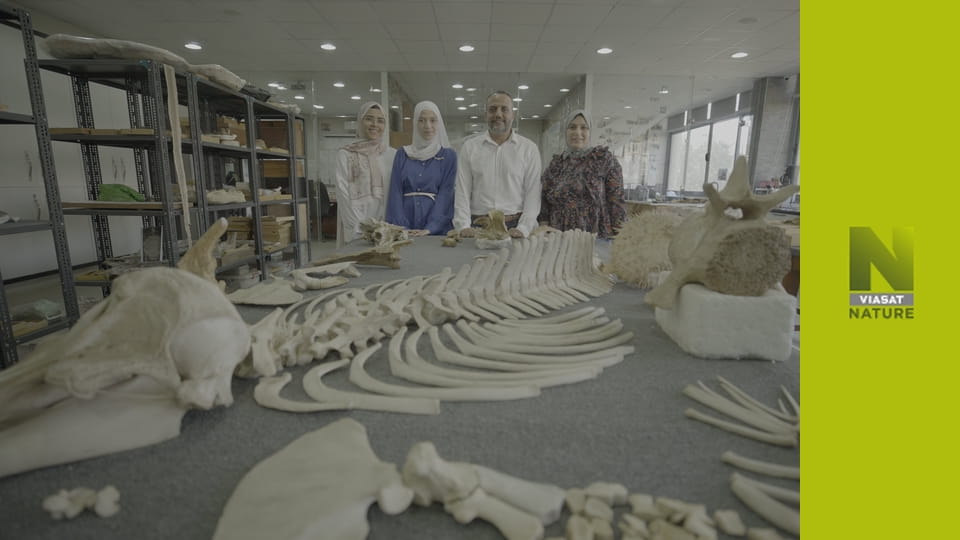 У пошуках загублених звірів S1E4 - Таємниці шаблезубого тигра