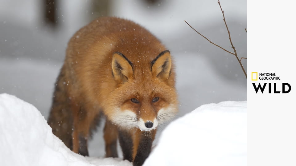 Самые опасные животные S3E2 - Реки смерти