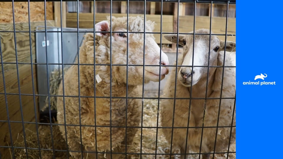 Útulek ve stodole S1E2 - Buttercup panikaří