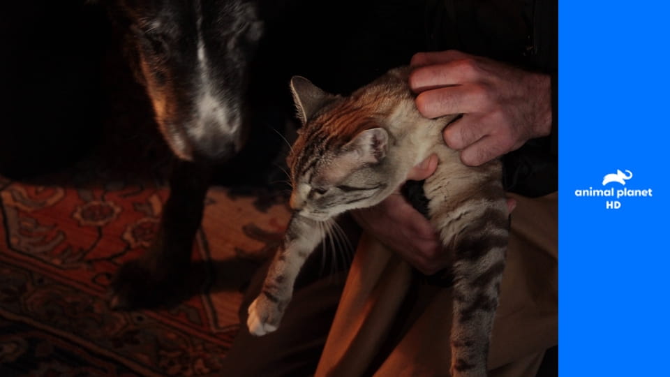 Снимите кошку с дерева S1E6 - Лихорадка от кошачьих царапин