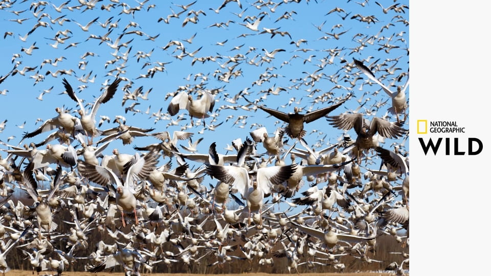 Walki zwierząt E3 - Plan ataku