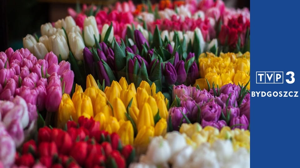 Kwiaty na warsztat S1E8 - Przesadzanie różnych kwiatów doniczkowych