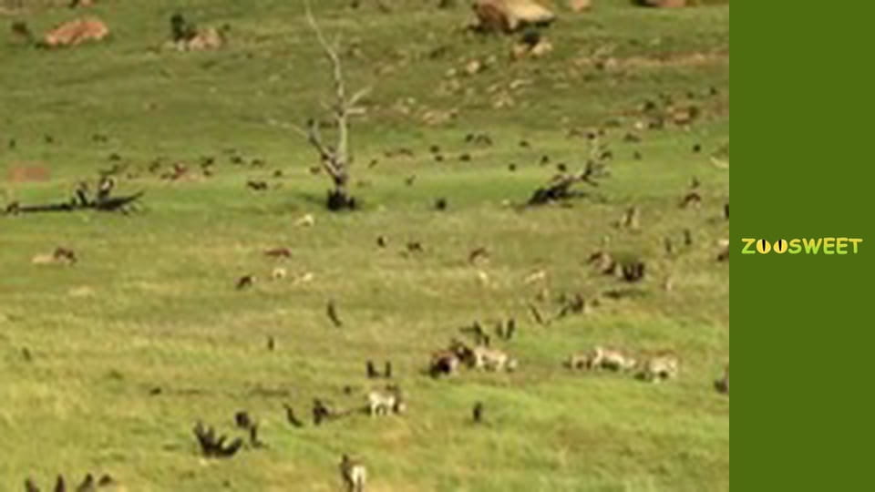 Siaya, Season 1, Episode 21