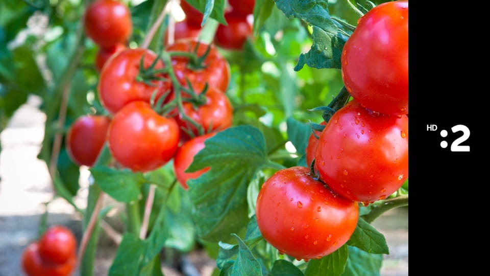 Andalúzia - zeleninová záhrada Európy