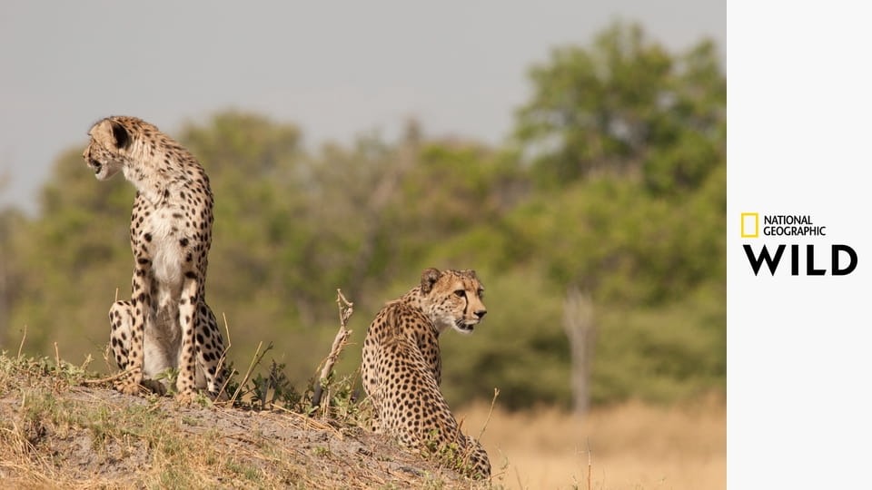 Porażka drapieżnika S1E1 - Polowania na sawannie