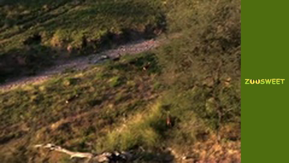 Сіяйа, Сезон 1, Випуск 14