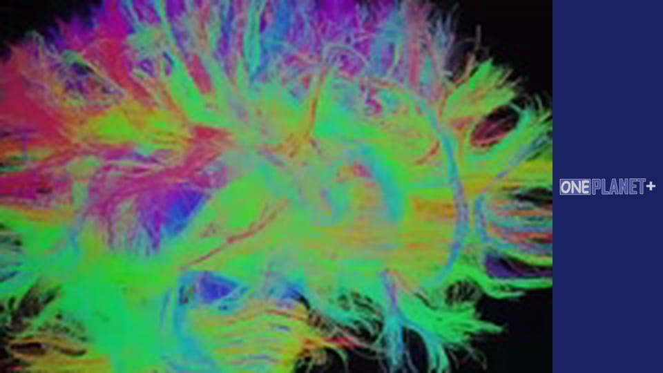 Secrets of the Brain - series 4