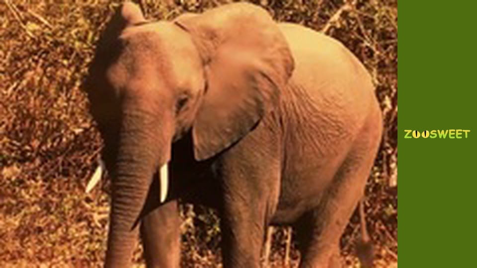 Wild life, Season 1, Episode 7