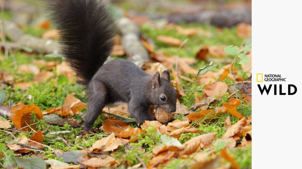 Tajemná krása Evropy S1E1 - Německo