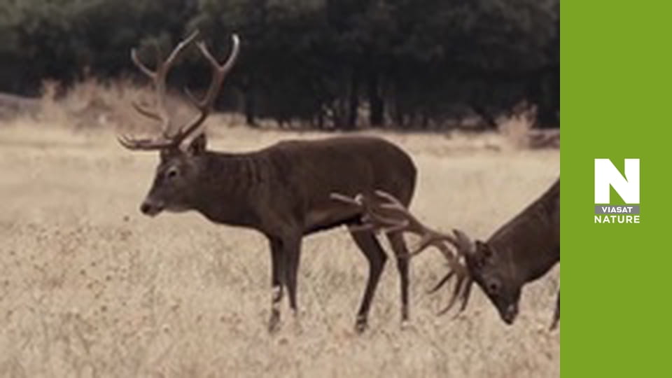 Wild Fighters - The Struggle For Love