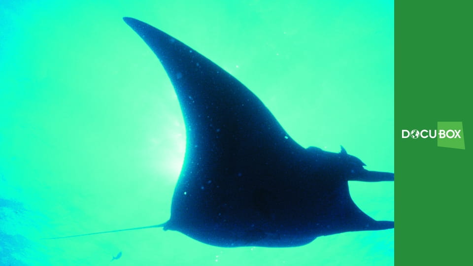 Podwodne królestwo S1E2 - Olbrzymy z San Benedicto