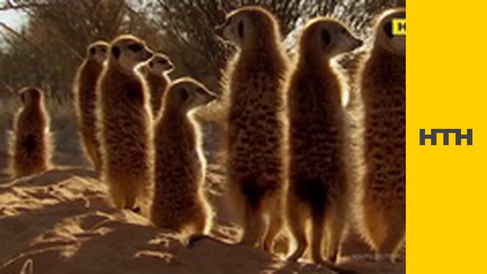 Т/с "Елементарно", 1 сезон, 13 і 14 с.