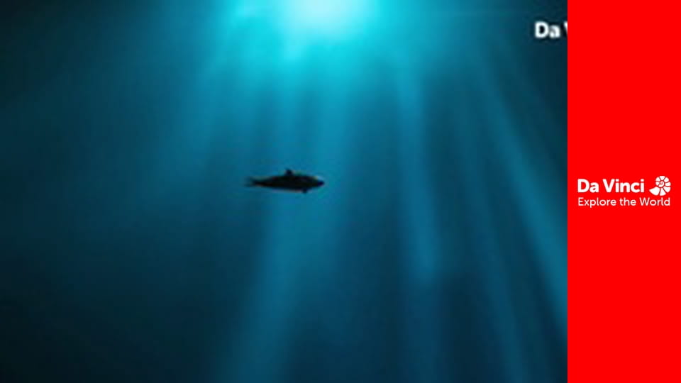 Młode zwierzaczki - Ośmiornice