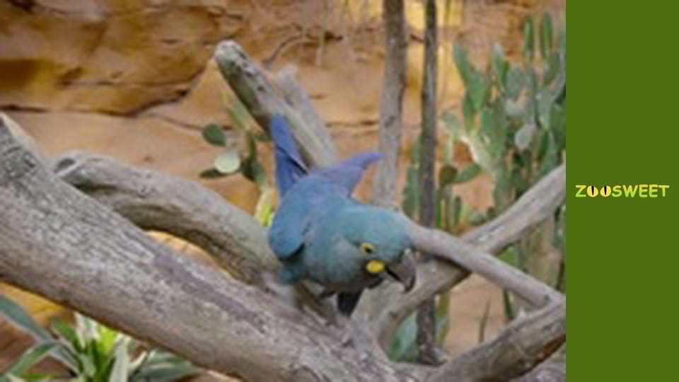 Get Wild at the San Diego - episode 19