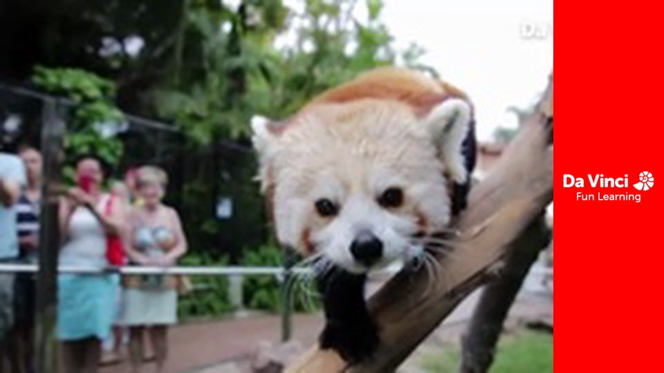 Animal Embassy - Orca Baby