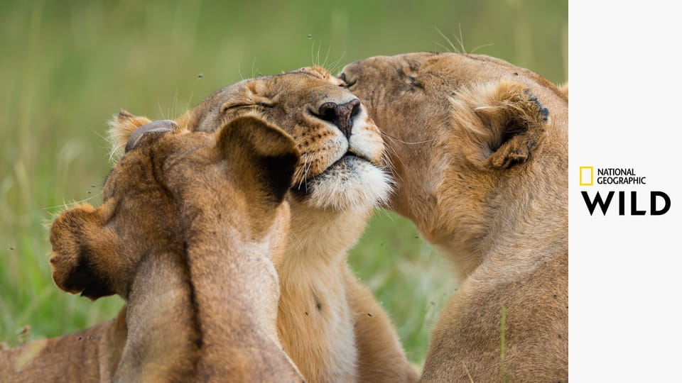 Дикие инстинкты S1E5 - Рождённый бегать