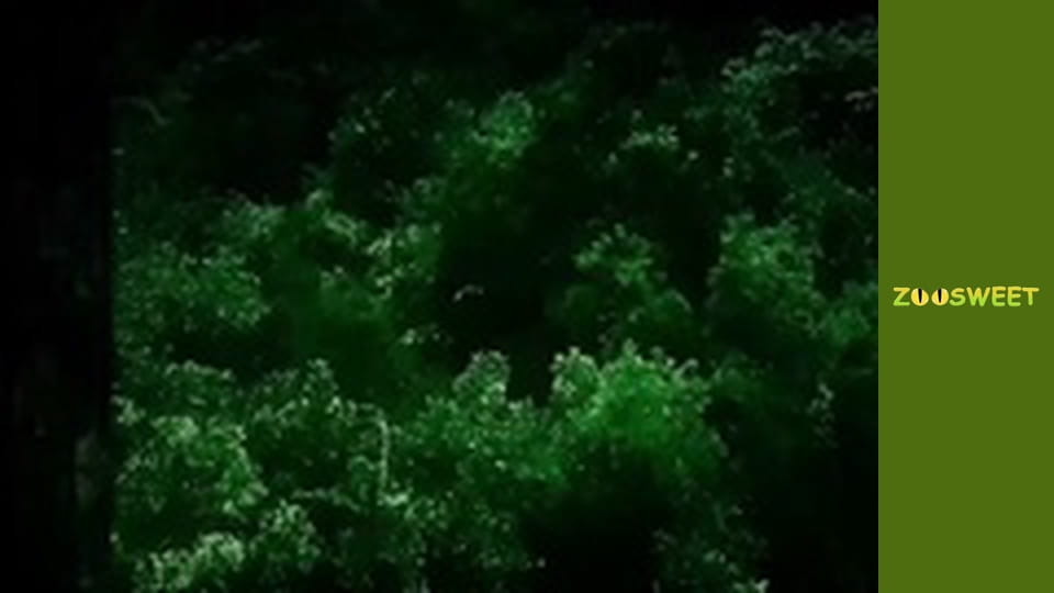 Animal communities, Season 1, Episode 11