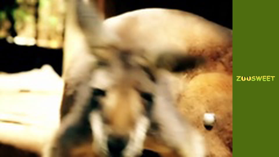 Animal communities, Season 1, Episode 11