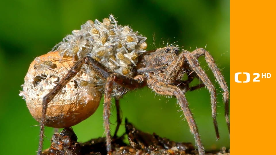 Strategie rozmnožování v přírodě E2