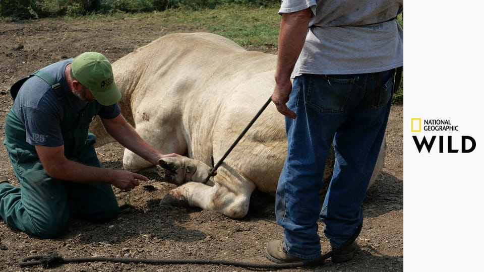 Falusi állatdokik S4E2 - Társad-almi munka