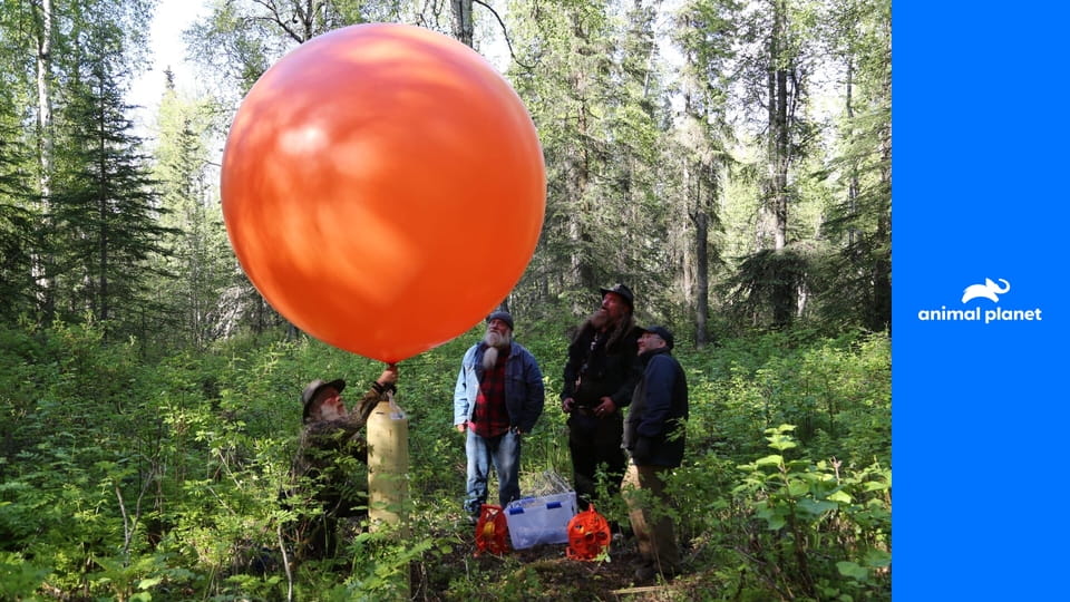 Alaszka szörnyei S1E2 - Kardfogú farkas
