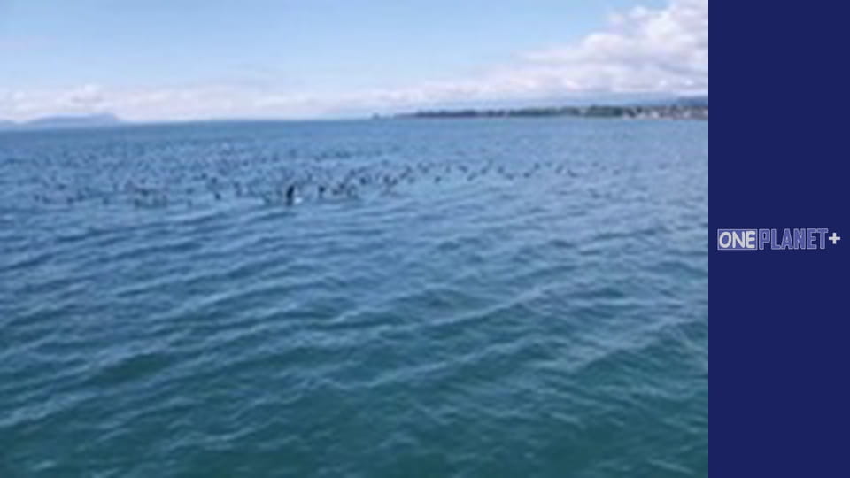 In search of knowledge. - episode 27