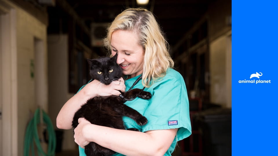 Стать ветеринаром S1E5 - Критический момент