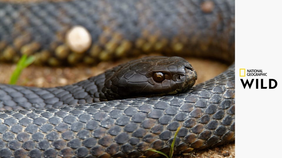 Divocí, chytří a smrtící S1E4 - Přežití