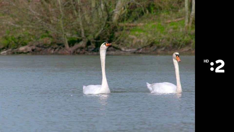 Byť tak zvieratkom E1 - Labuť
