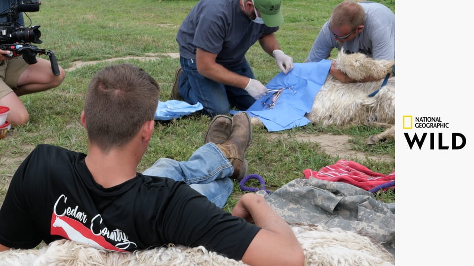 Veterináři z Nebrasky S3E1 - Je těžké říct koze pápá