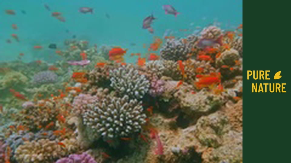 Зашеметяващите подводни чудеса на Червено море