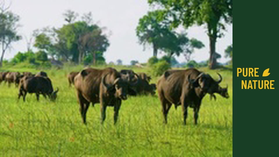 Unikátní divoká zvěř v oblasti delty Okavango, Botswana